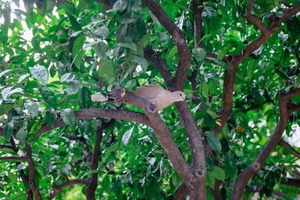 A dove in the branches of a green tree