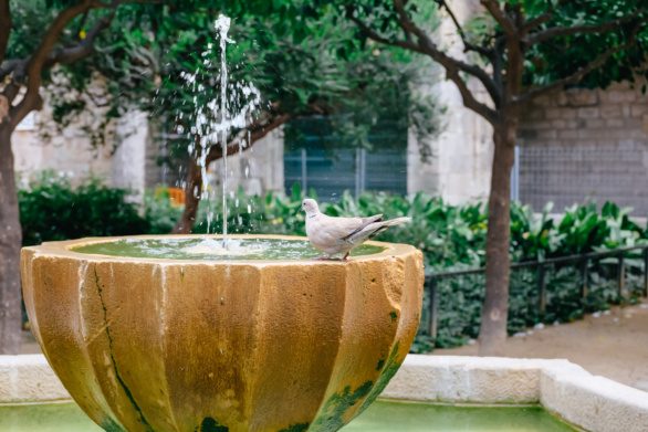 A dove on the fountain