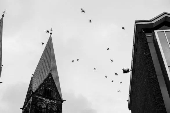 Birds and church spire in black and white