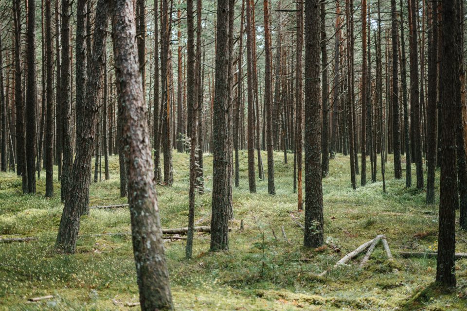 Summer forest in Latvia