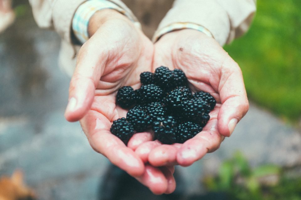 Ripe blackberries in the palms of a farmer