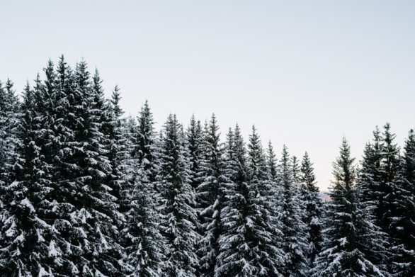 Snow Covered Spruce trees