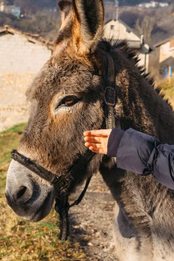 Petting a donkey