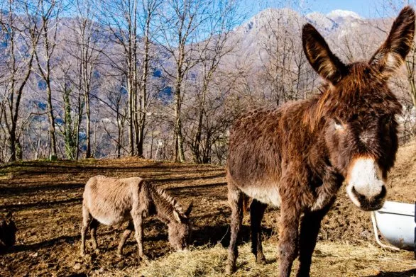 Donkeys on mountain pasture