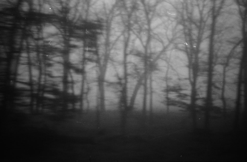 Forest from a moving train