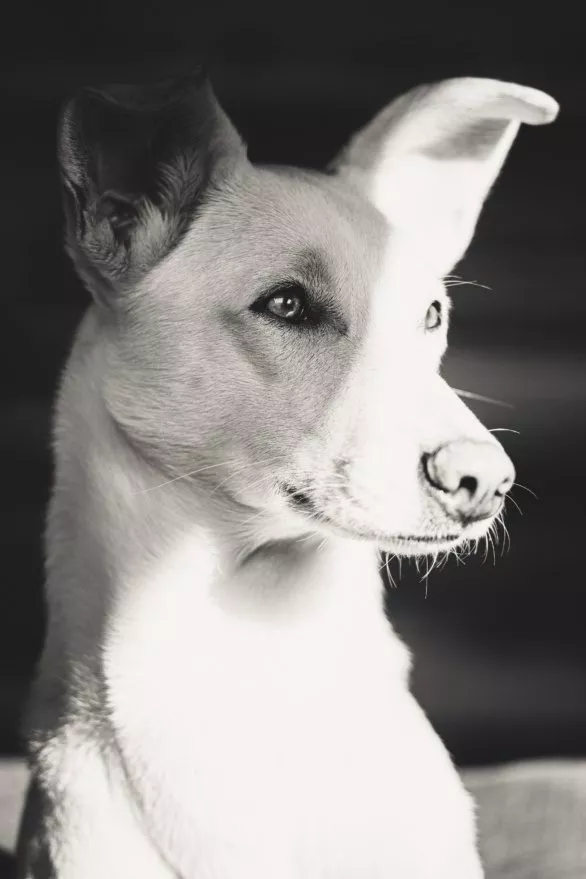 Close portrait of a dog
