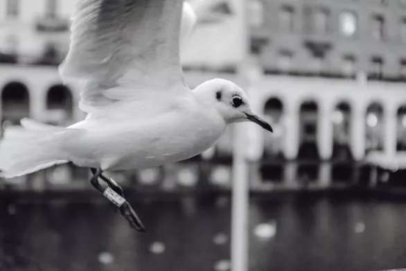 Black and white seagull in Hamburg, Germany