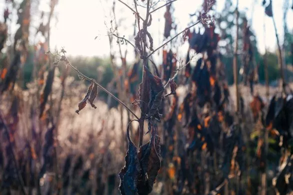 Selective focus shot of dry plant in a field