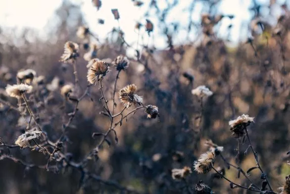 Selective focus shot of dry flowers on a branch with a blurry ba