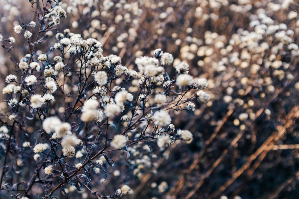 Selective focus shot of dry white flowers on a branch with a blu