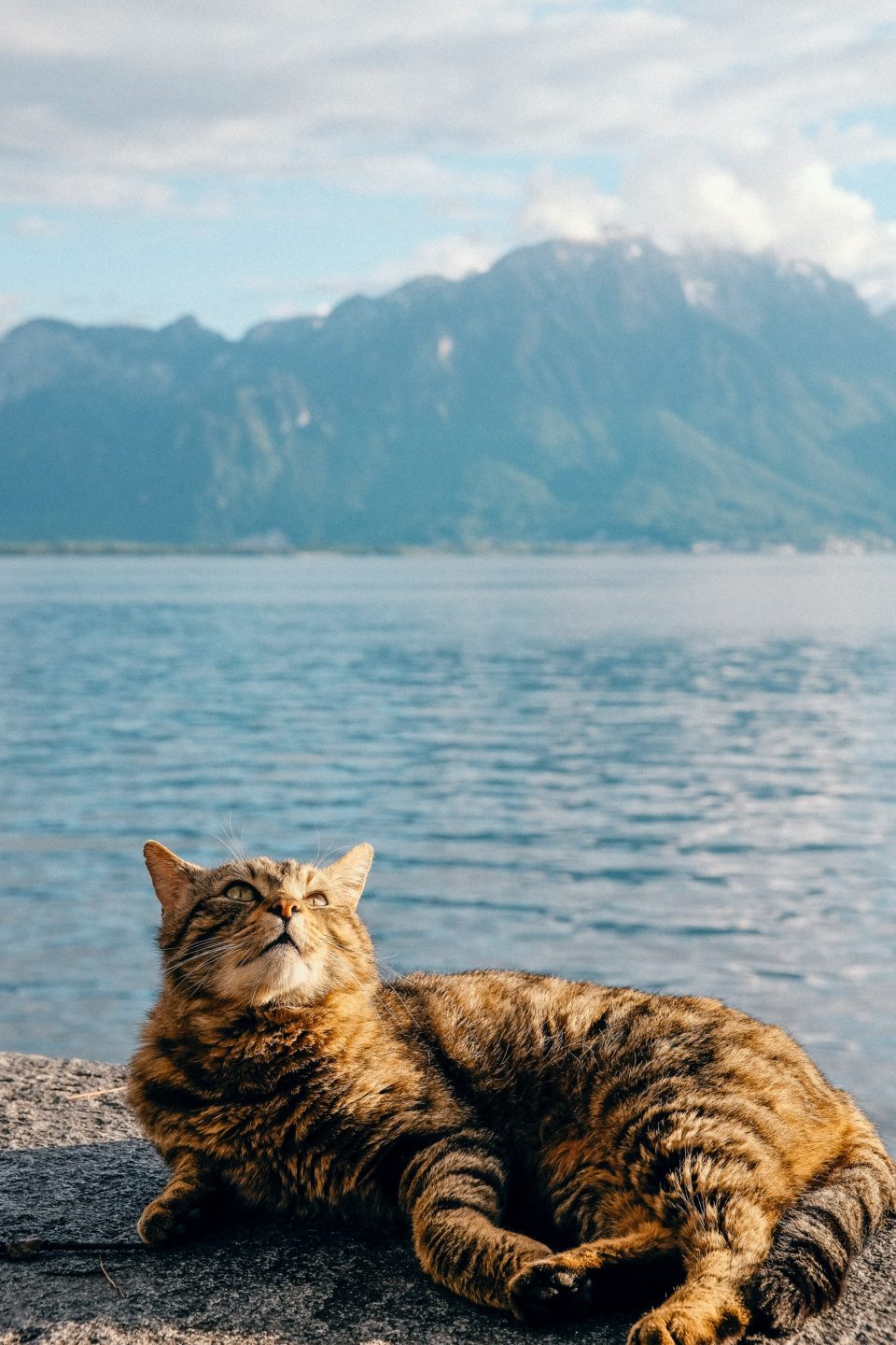 Cat chilling on a shore of Lake Leman