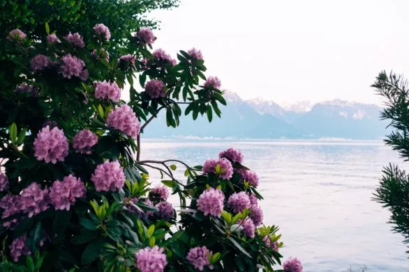Flowers on the Montreux quay