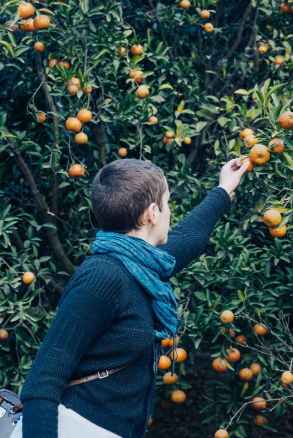 Picking tangerines