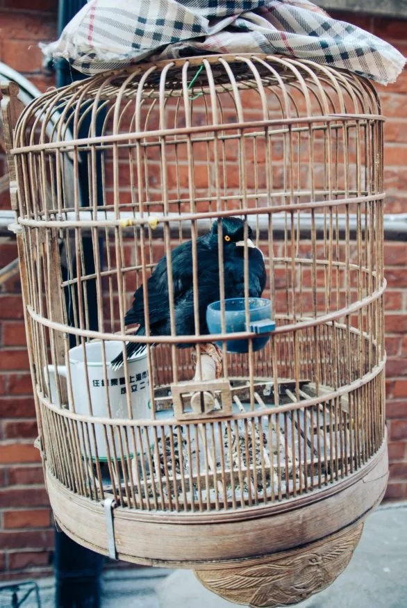 Caged black bird in China