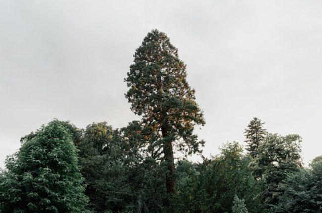 Sequoia tree in a park