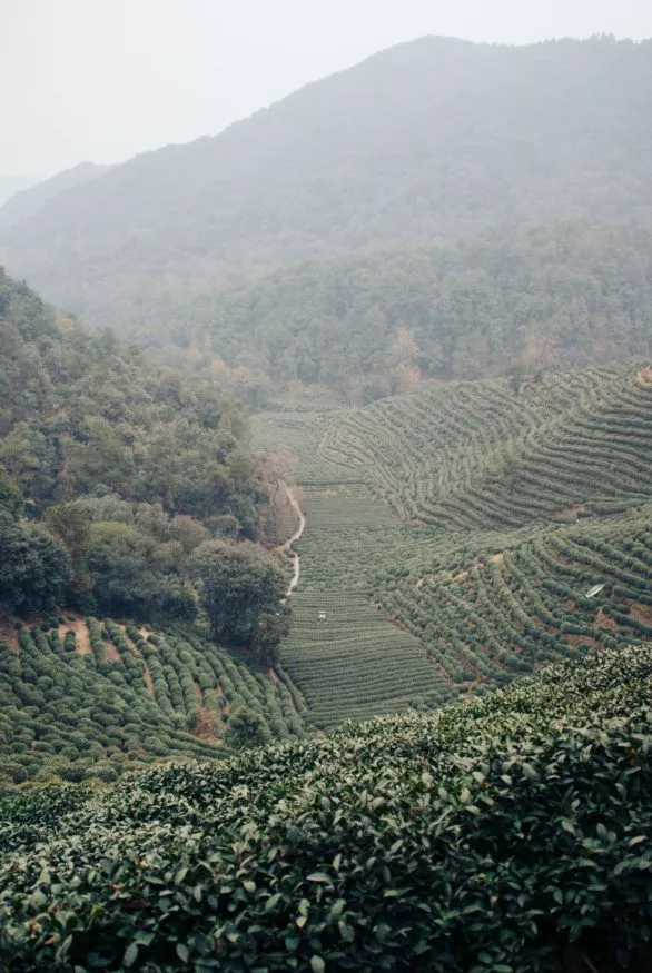 Longjing Tea plantations in Hangzhou