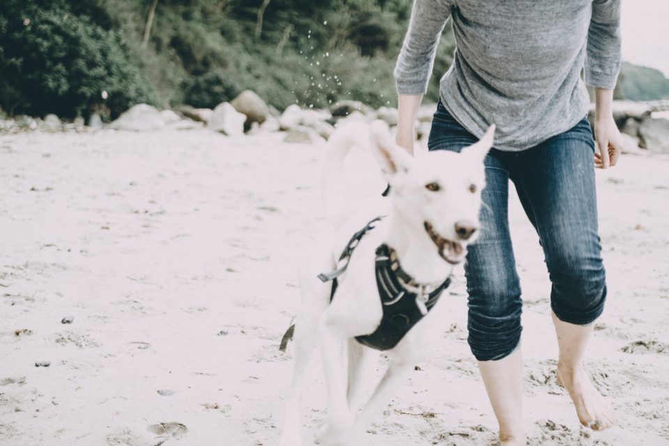 Running with dog on beach