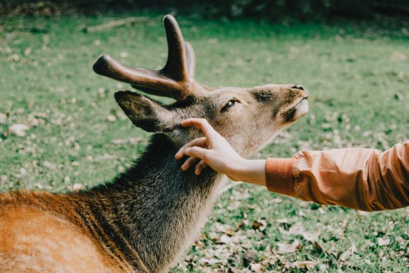 Hand touching deer in park