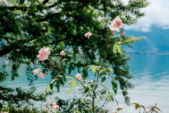 Rose on a shore of Lake Geneva