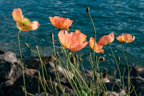 Poppy flowers on lake shore