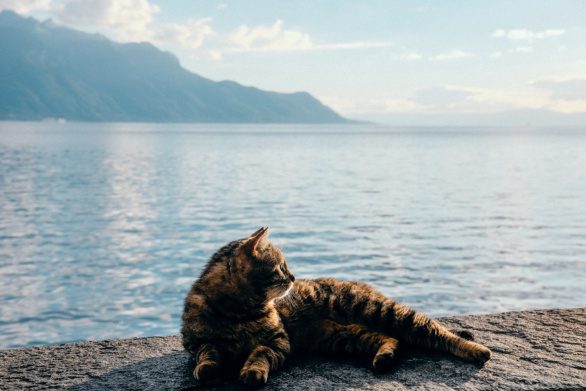 A cat chills on the shore of Lake Geneva