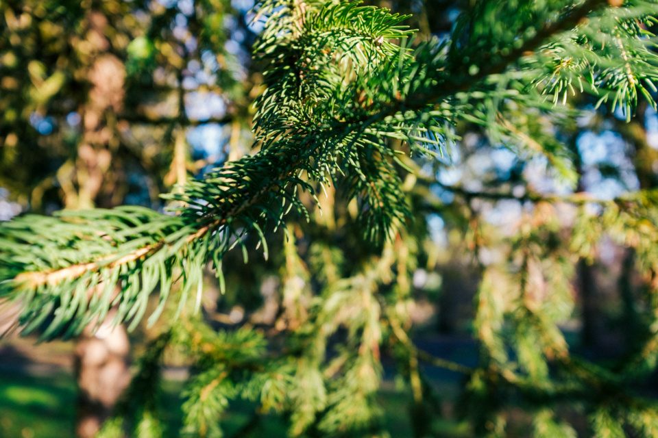Pine branch in coniferous forest