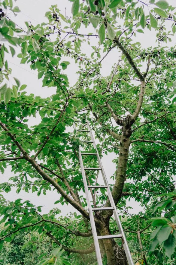 Ladder by cherry tree