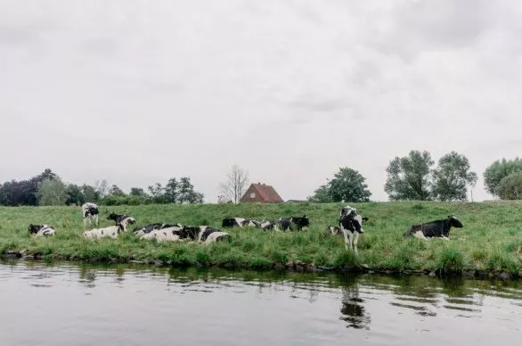 Cows on river