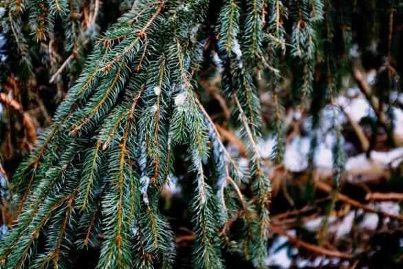 Branch of a pine tree with little snow
