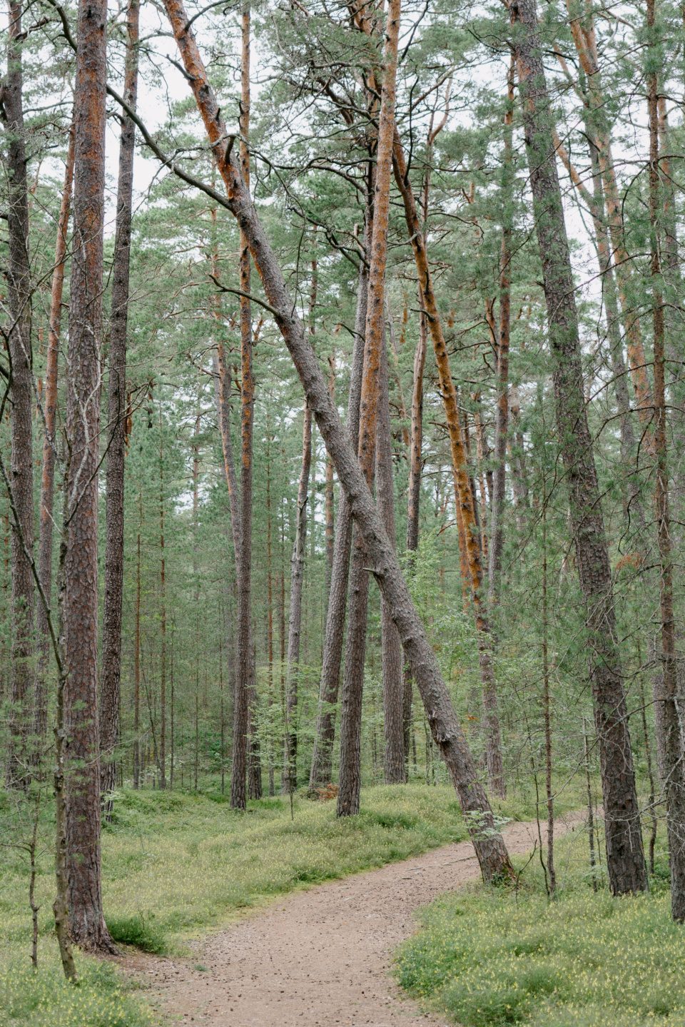 Path in pine forest