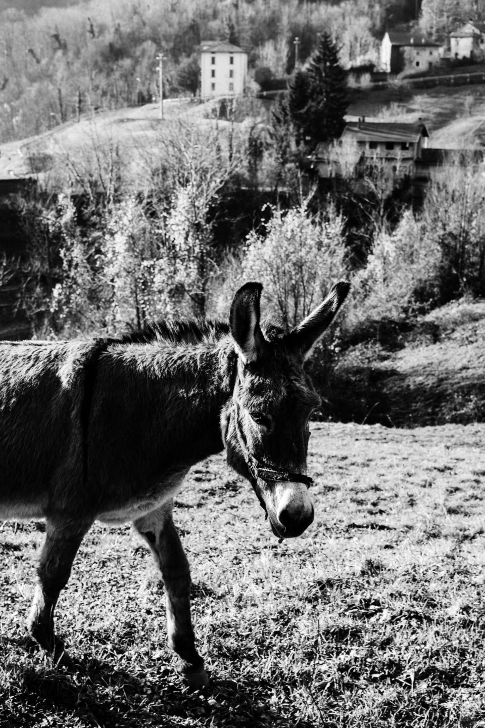 Donkey in Italian mountains