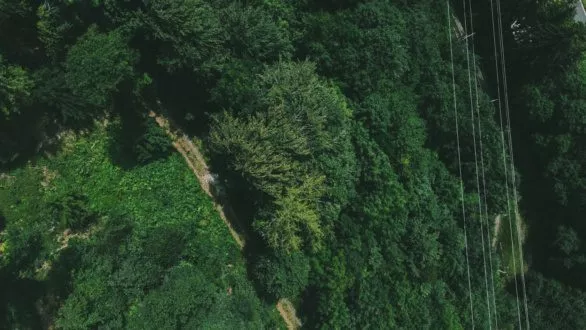 Powerline and forest shot from the drone