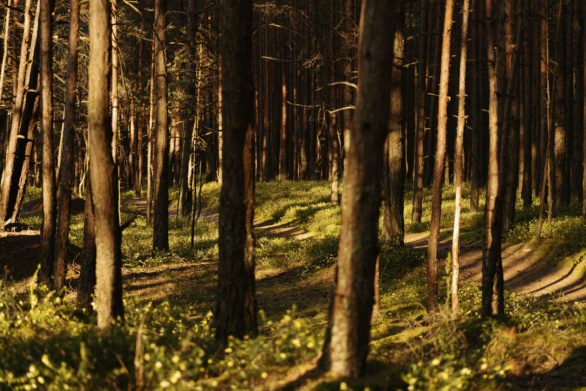 Sunset in pine forest in Latvia