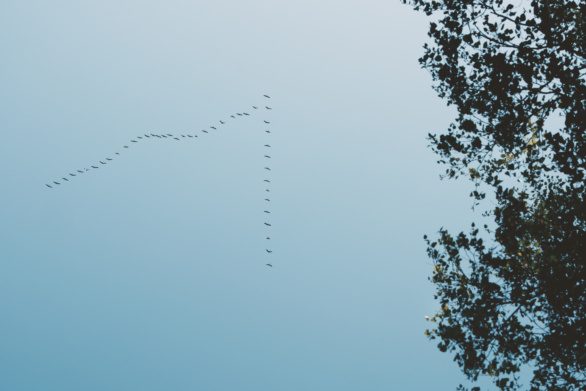 Migratory birds in the sky