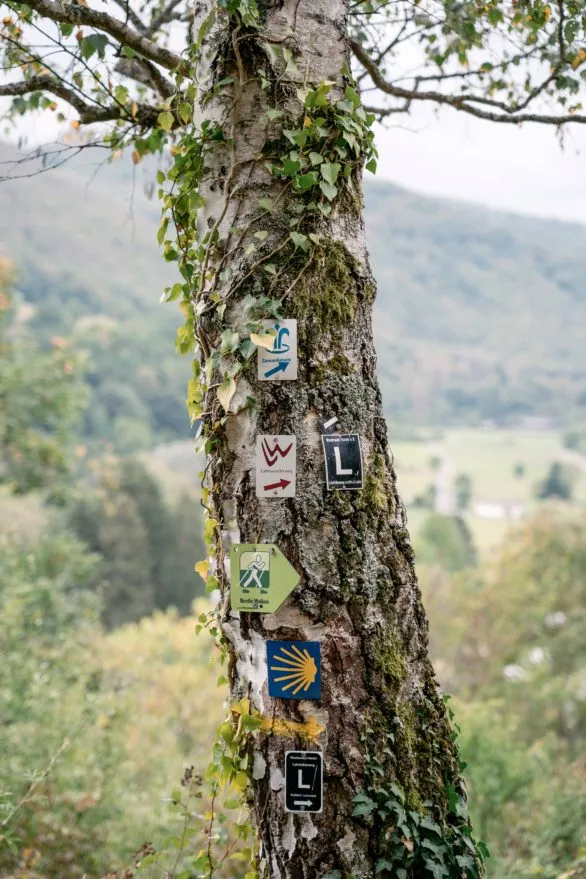 Hiking trail signs on tree