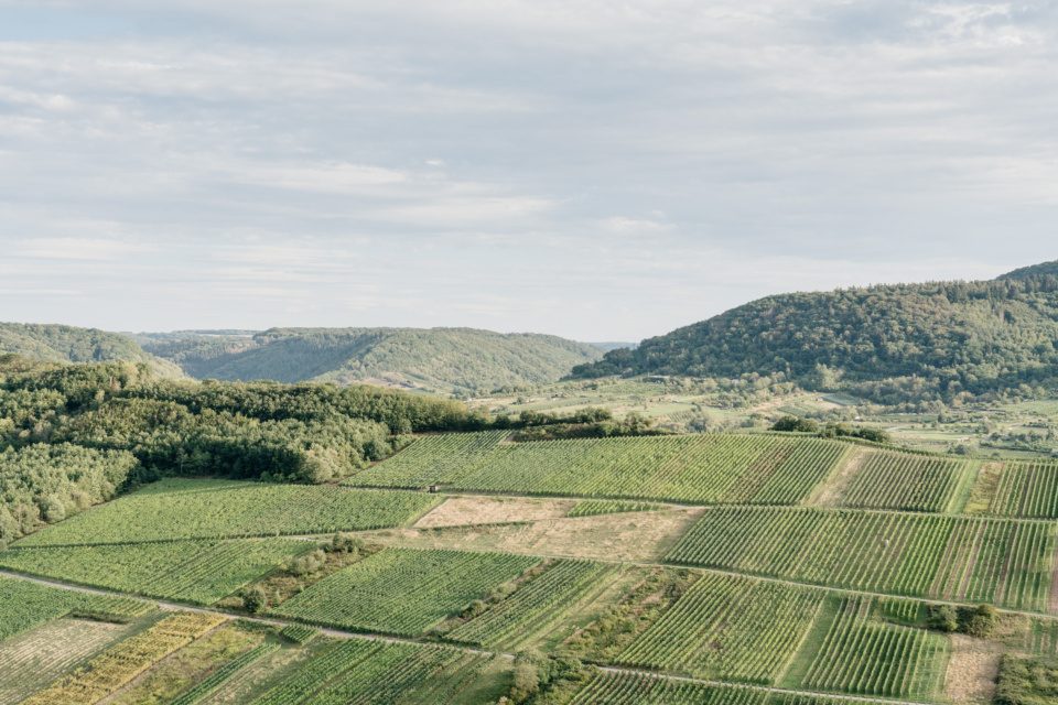 Vineyards in the Moselle River valley, Germany