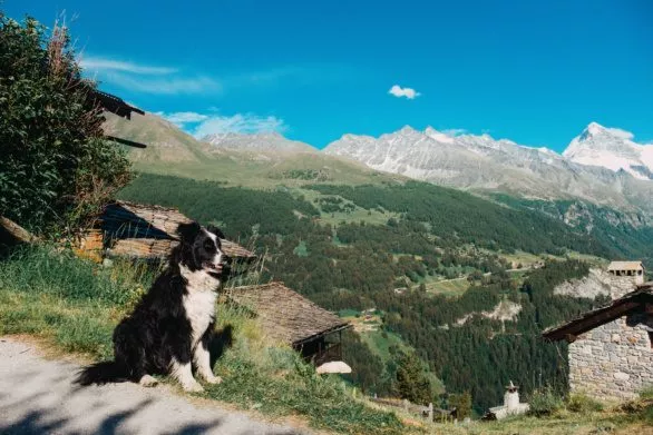 Dog in a mountain village in Valais valley in Switzerland