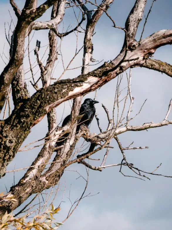 Black crows on tree