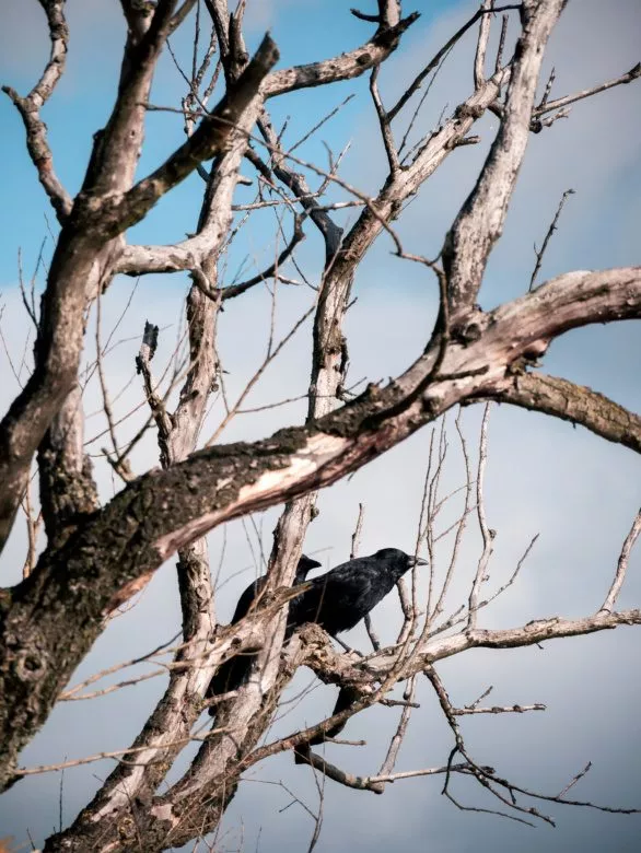 Black crows on tree