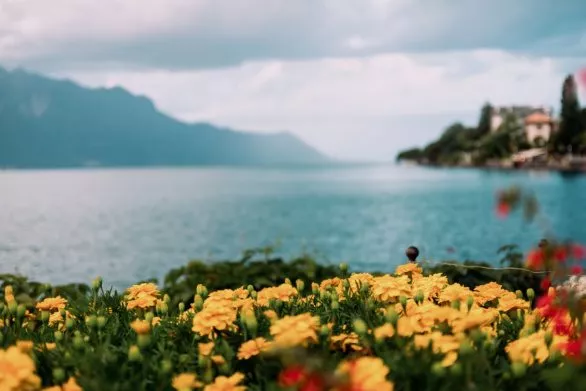 Flowers on the shore of Lake Geneva