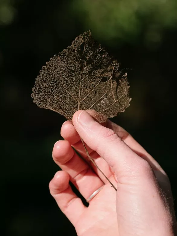 Dry leaf in hand