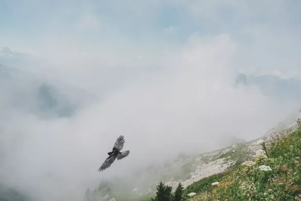 A bird flies in the clouds over the Alpine peaks