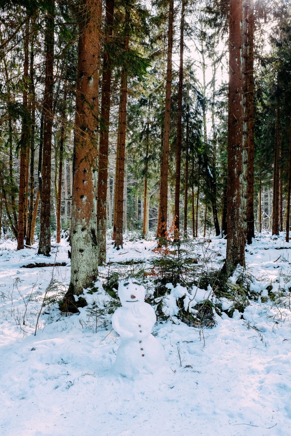 A snowman in a pine forest
