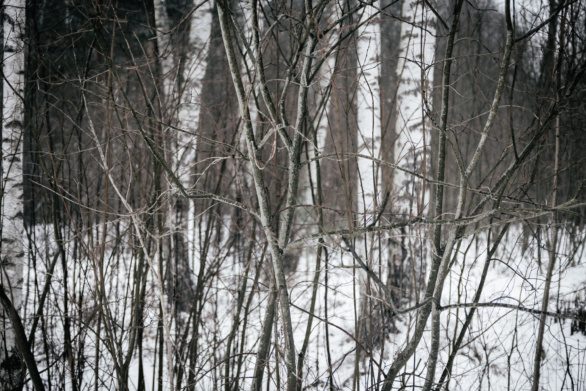 A birch grove in the winter woods