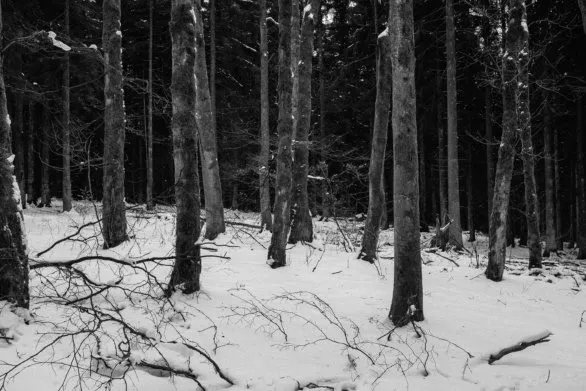 Snow-covered forest in black and white