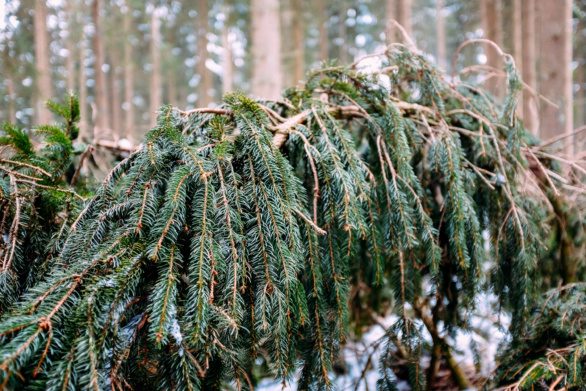 A pine branch in a winter forest close-up