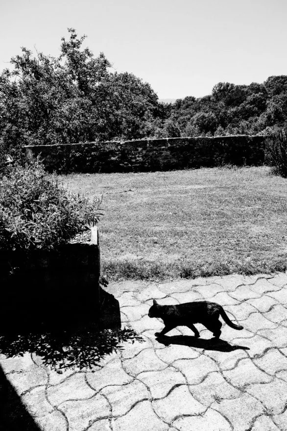 A black cat walks through the sunlit courtyard