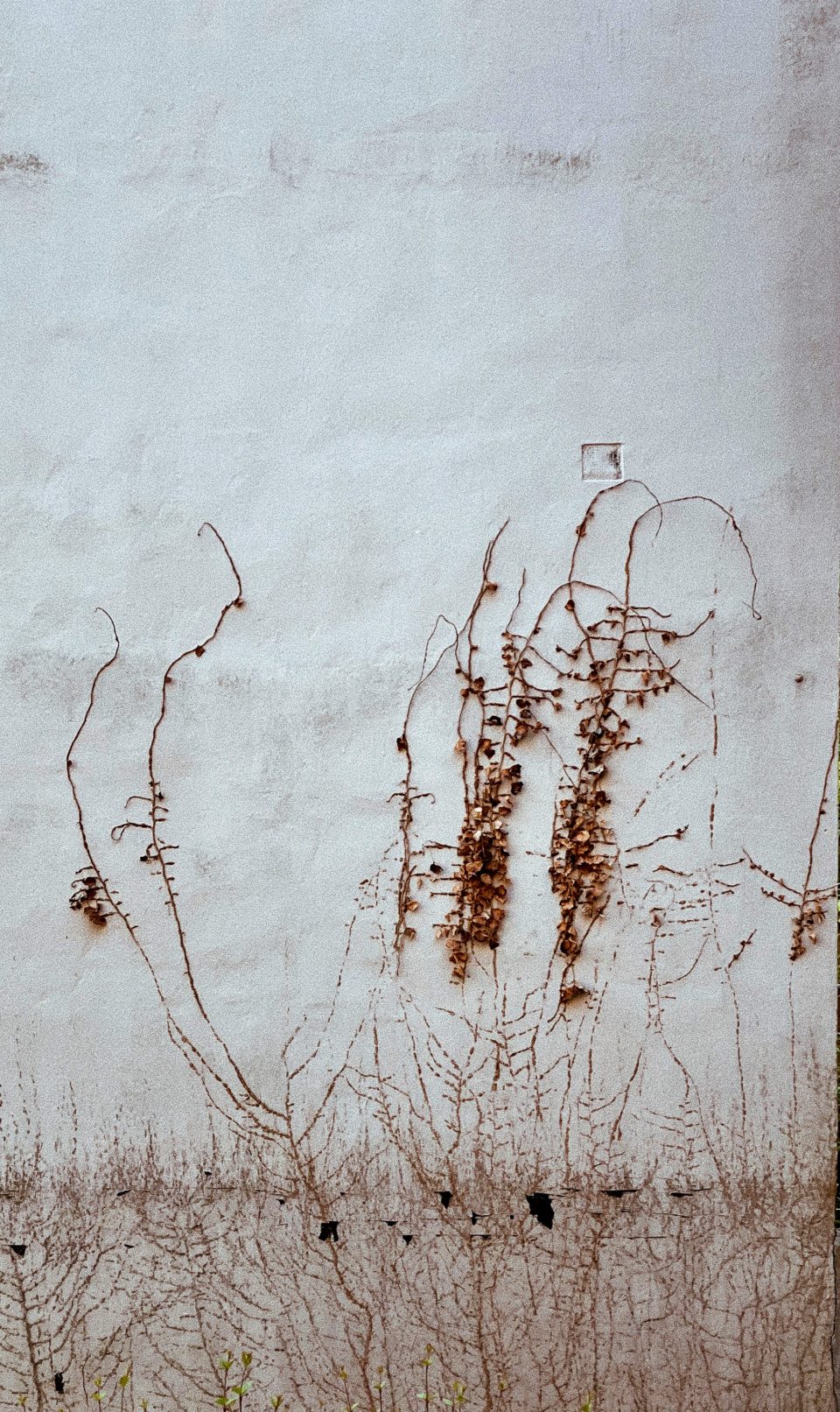 Drawings of dried vine on a grey wall