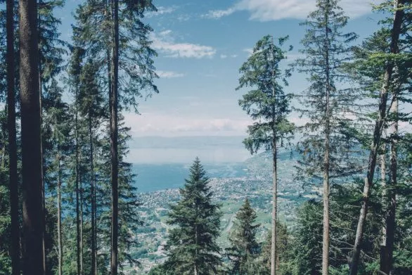 View of Lake Geneva from the mountain forest