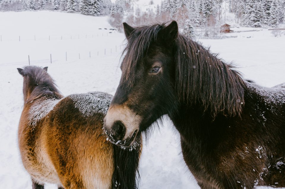 Horses in winter in Alps